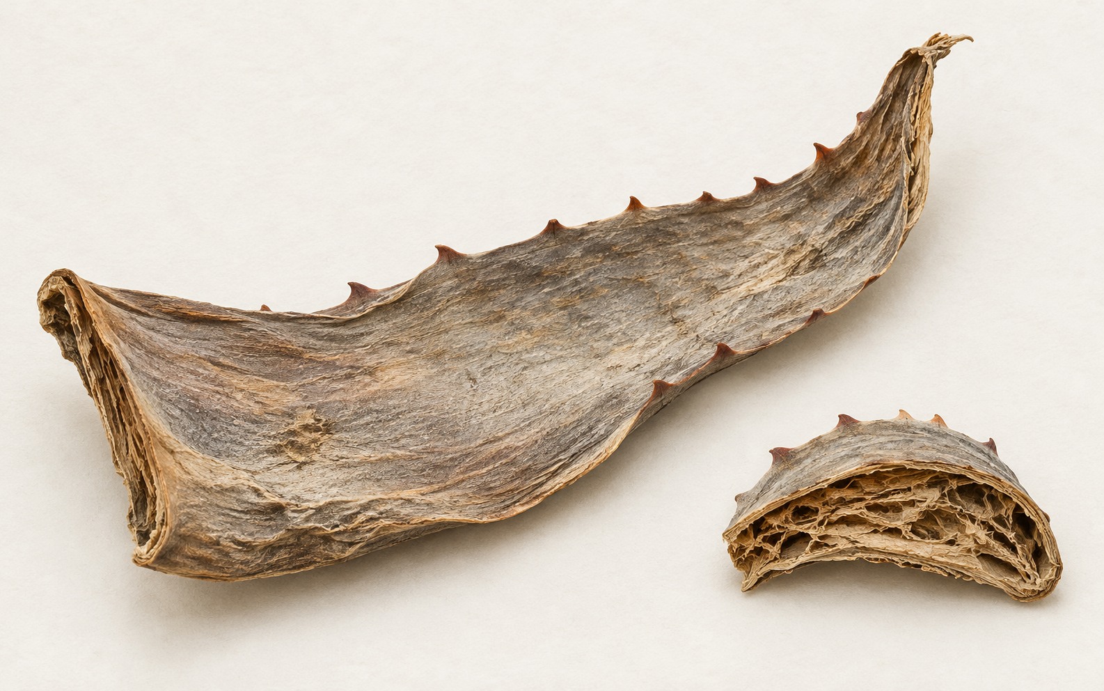 Mountain aloe (Aloe marlothii) — dried materia medica discussed