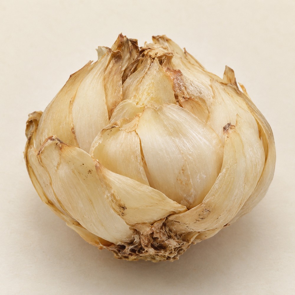 Lily bulb — Dried materia medica