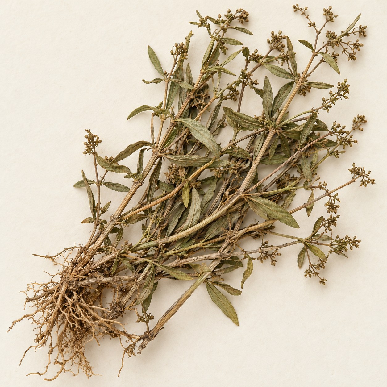 Bai Hua She She Cao · spreading hedyotis — Dried materia medica