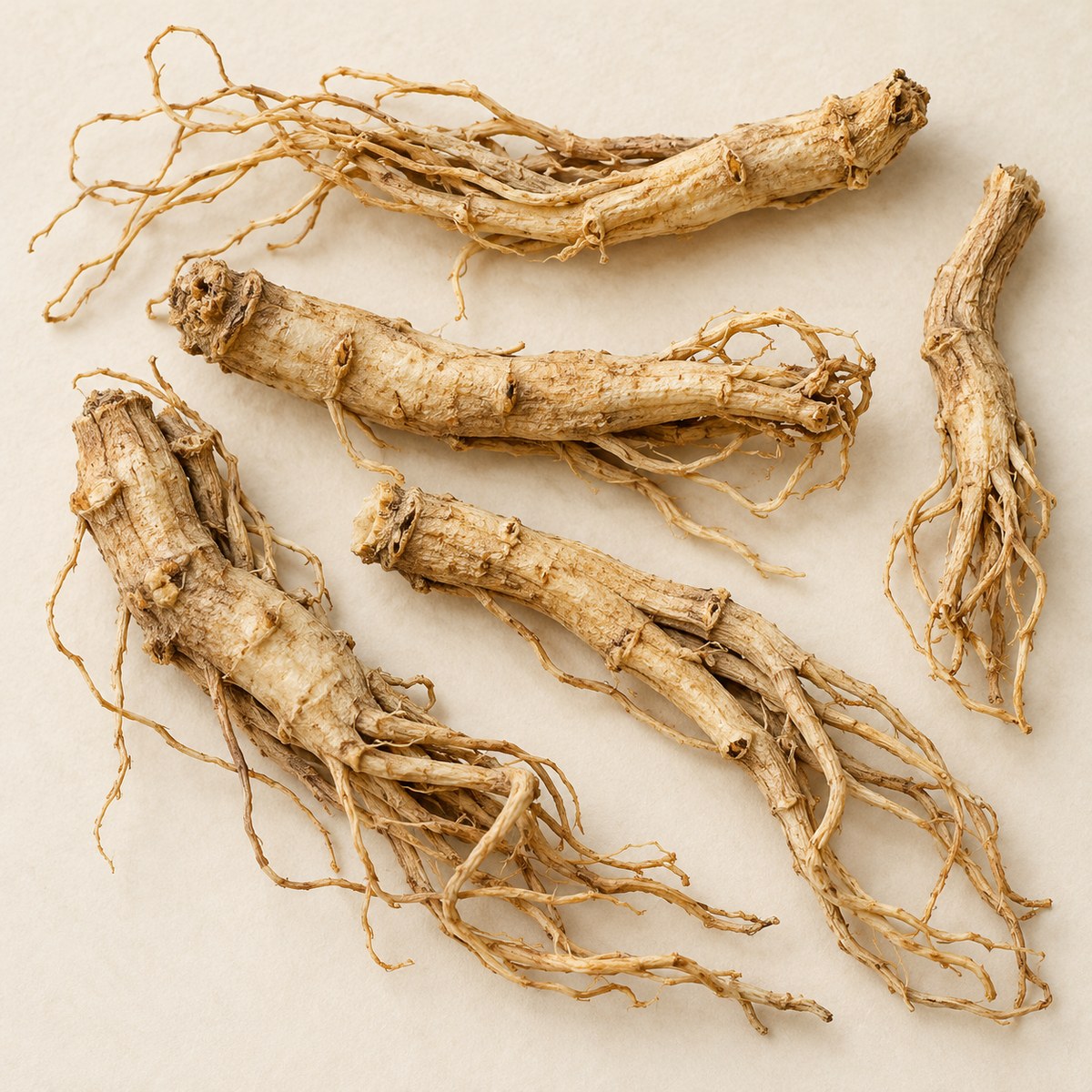 Bai Qian · willowleaf swallowwort rhizome — Dried materia medica