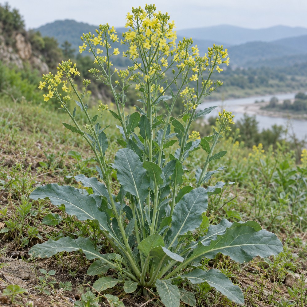 Indigowoad root — Living plant / source habitat