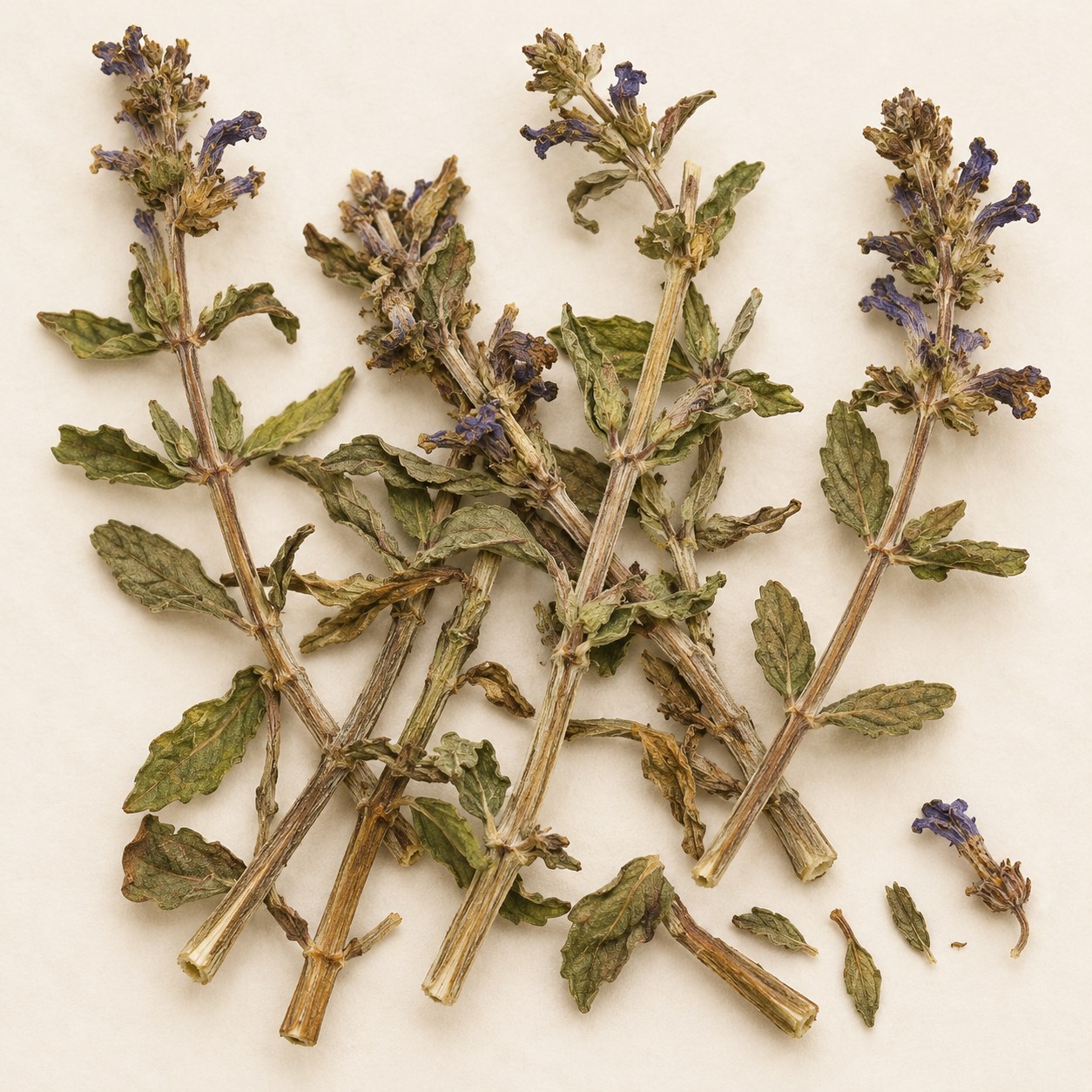 Ban Zhi Lian · barbed skullcap — Dried materia medica