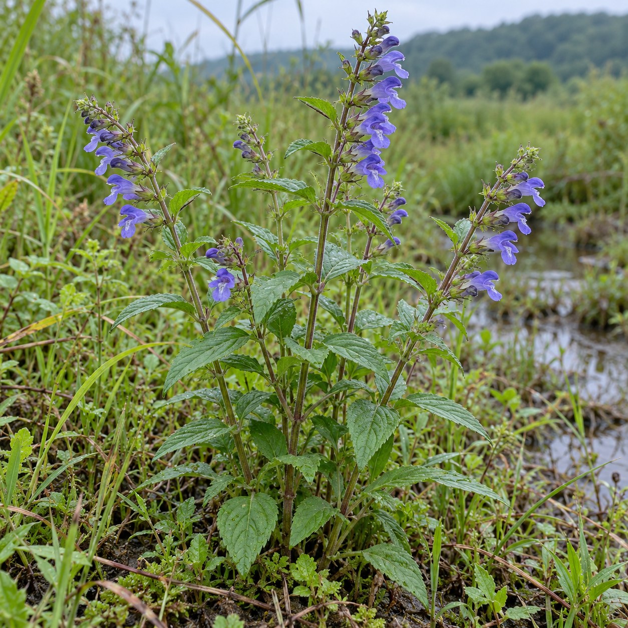 Ban Zhi Lian · barbed skullcap — Living plant / source habitat