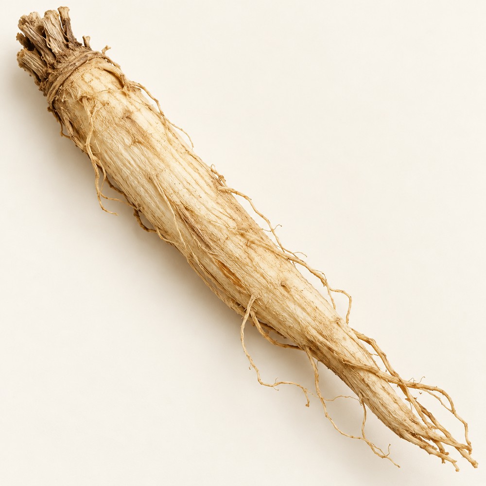 Coastal glehnia root — Dried materia medica