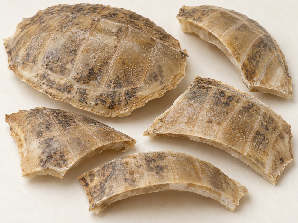Processed Bie Jia shell — dried material