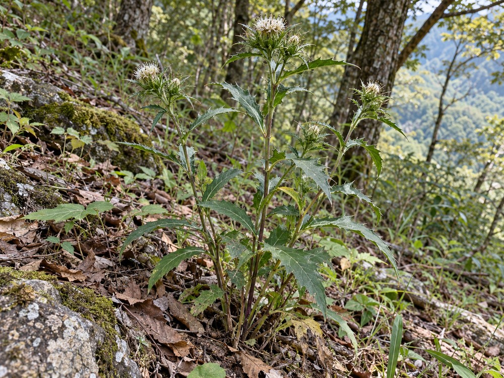 Cang Zhu (Atractylodes rhizome) — Living plant / source habitat