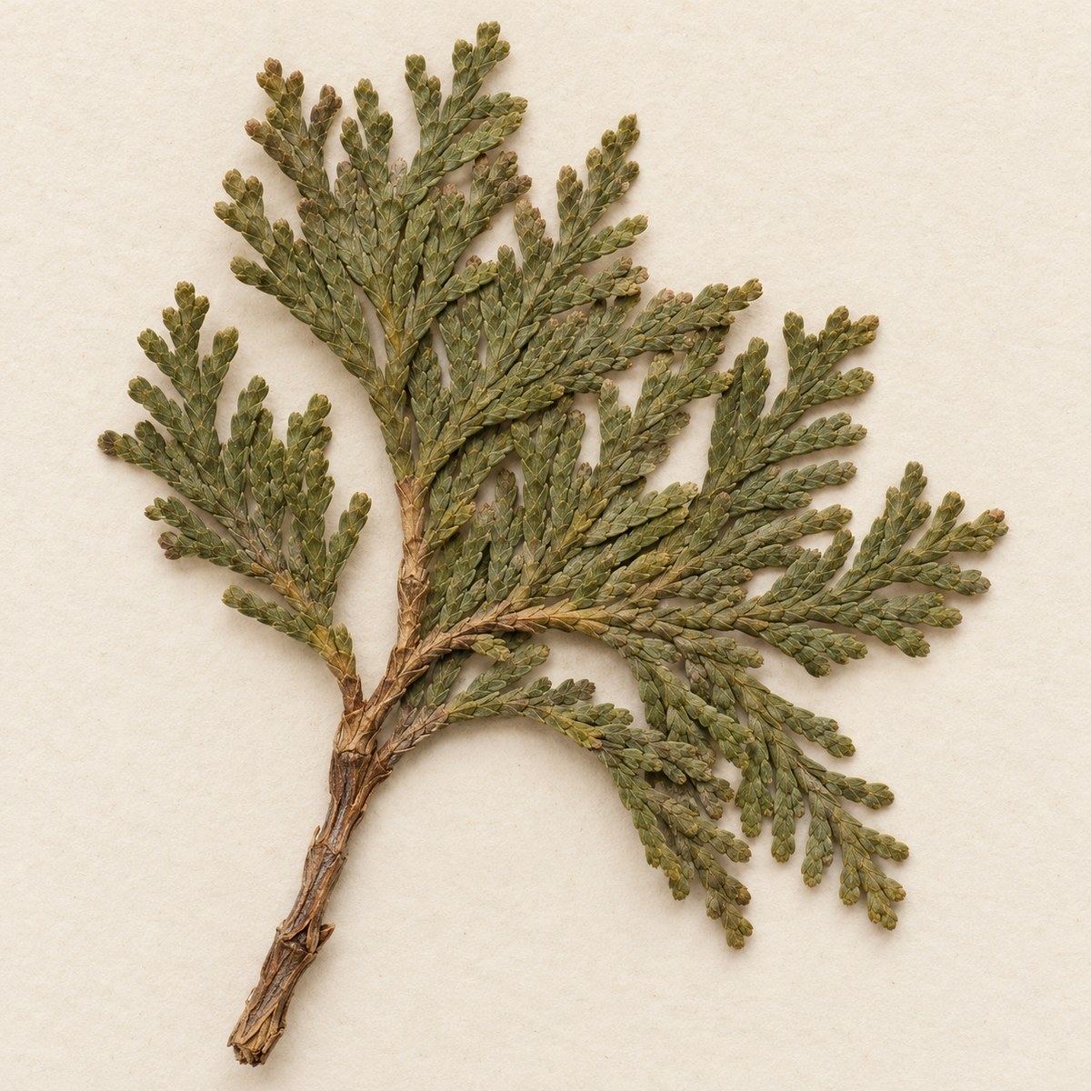 Ce Bai Ye · Chinese arborvitae twig and leaf — Dried materia medica
