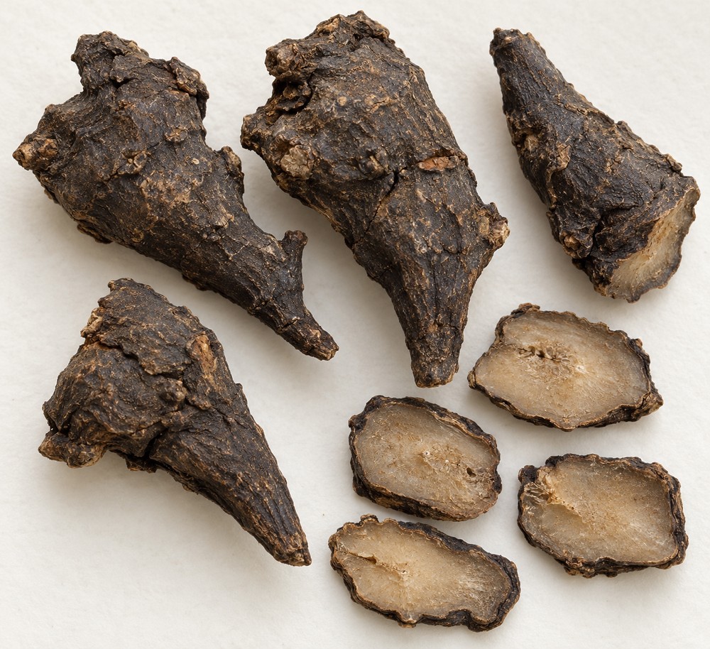 Chuan Wu (Aconite parent root) — matériau séché
