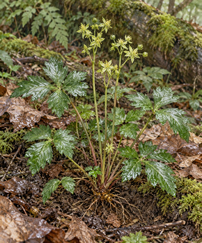 Chinese goldthread — Living plant / source habitat