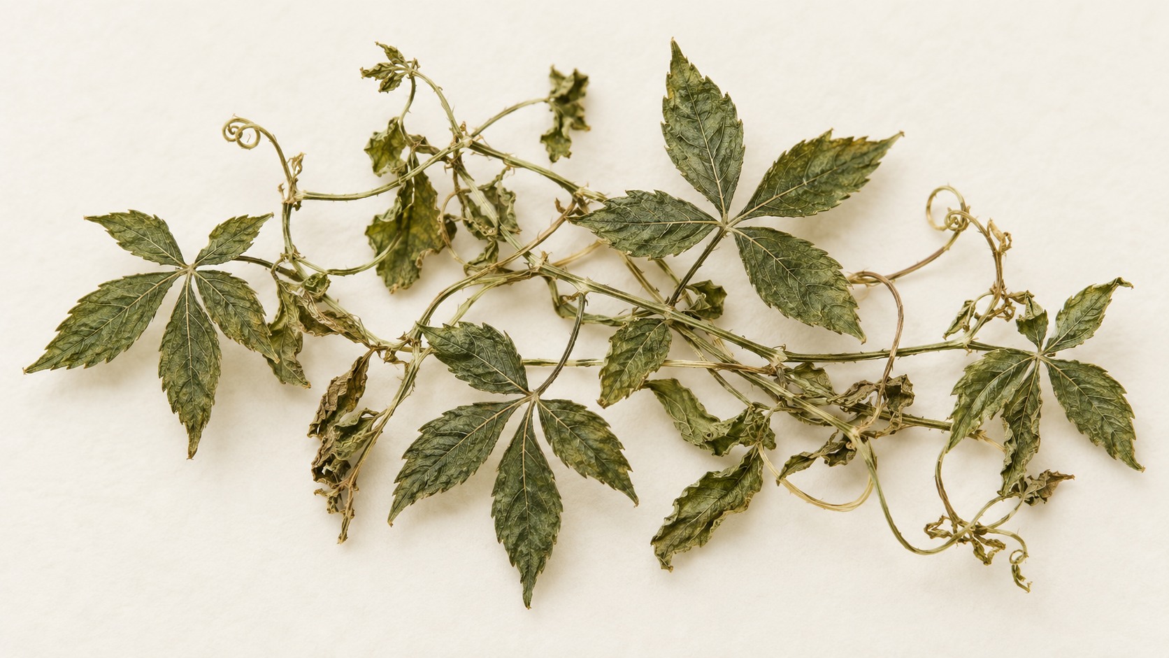 Jiaogulan · Gynostemma pentaphyllum — dried material