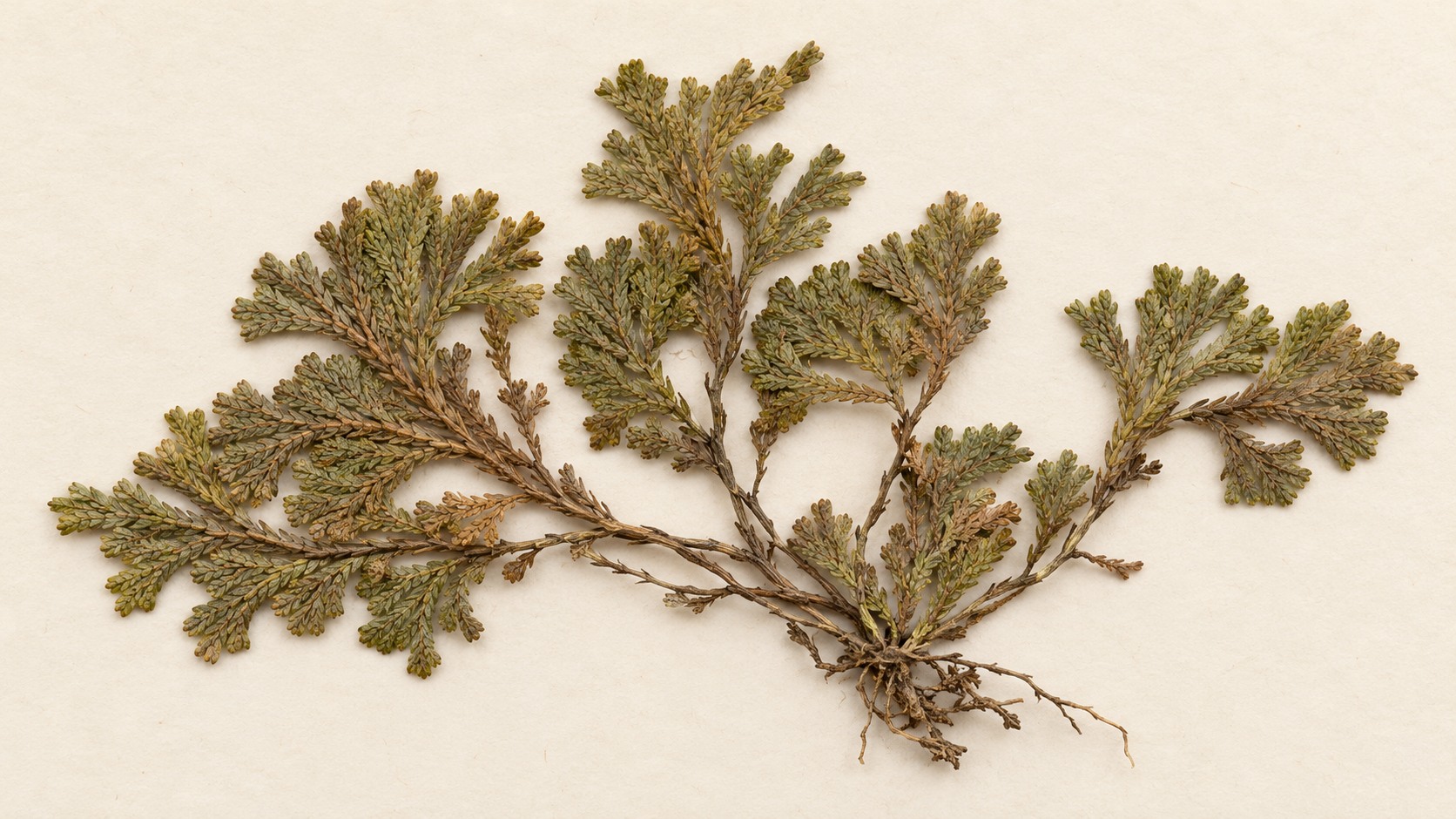 Selaginella · Selaginella pulvinata — dried material