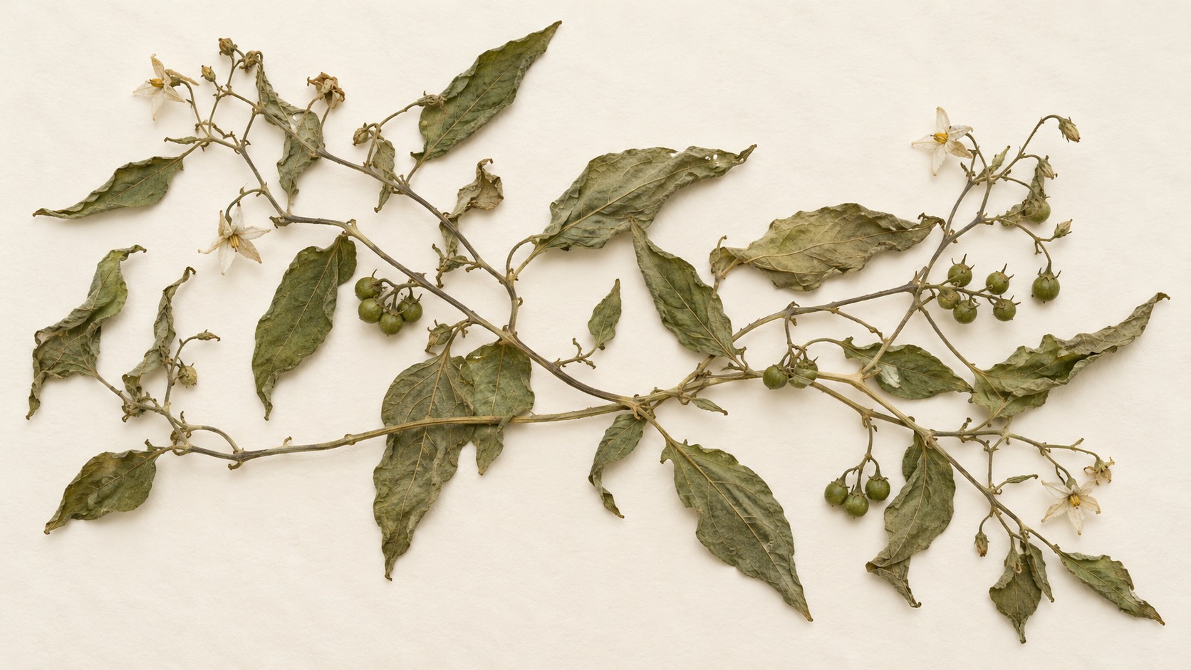 Solanum herb · Solanum lyratum — dried material