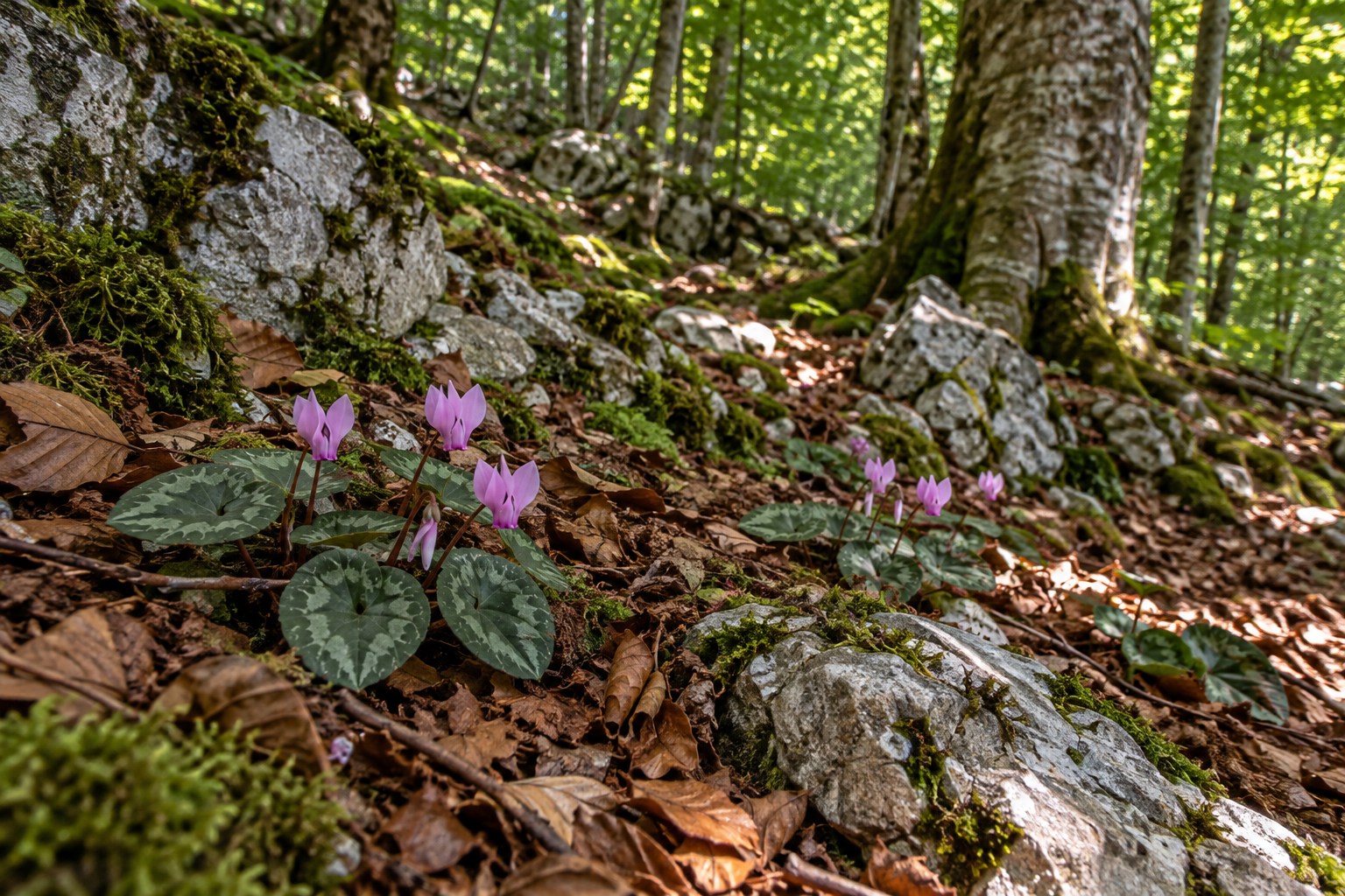 Cyclamen among leaf litter under partly shaded woodland