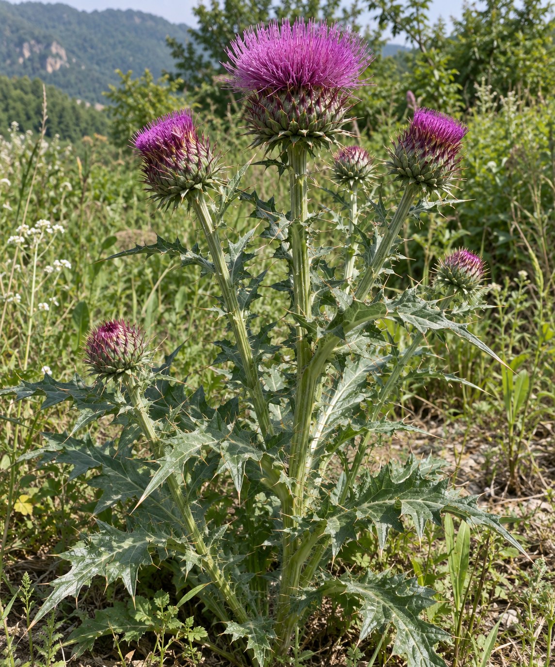 Da Ji · Japanese thistle — Living plant / source habitat