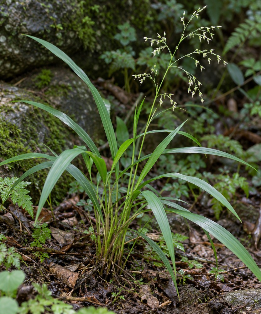 Lophatherum herb — Living plant / source habitat