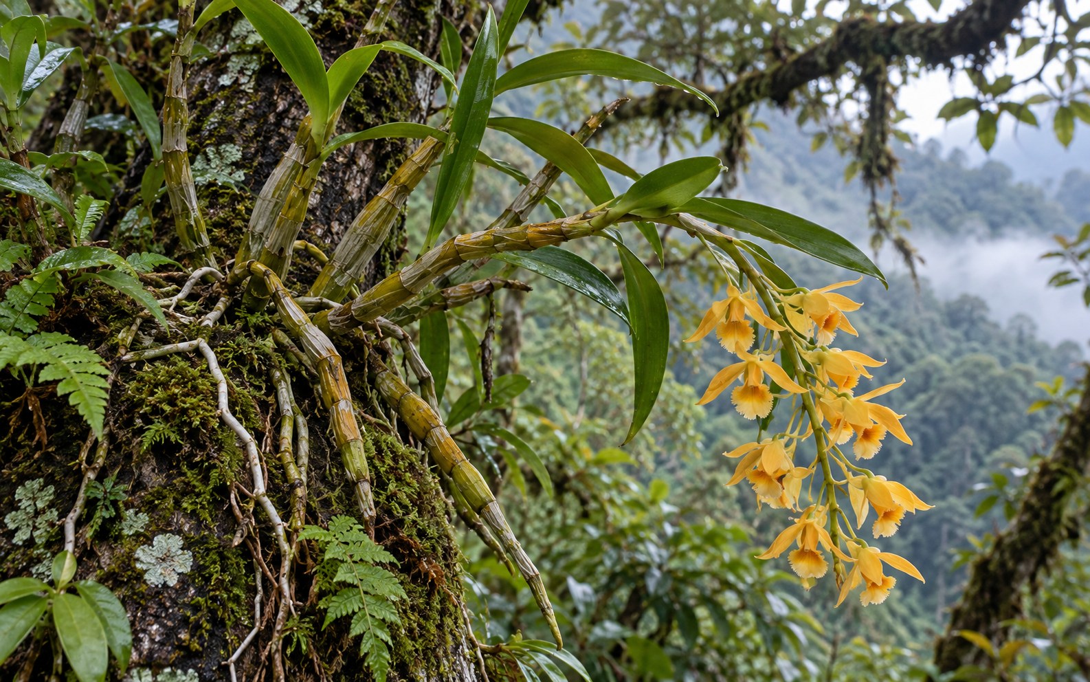 Fringe-lipped dendrobium — living-plant features