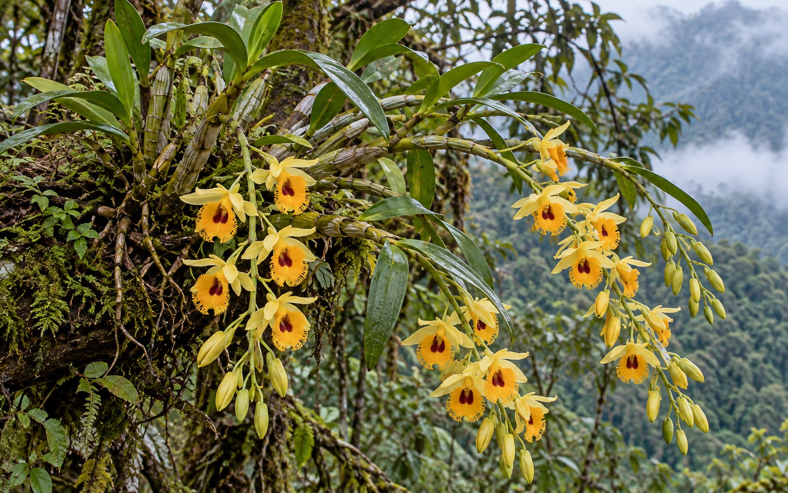 Fringe-lipped dendrobium: jointed canes, narrow leaves, and yellow fringed flowers