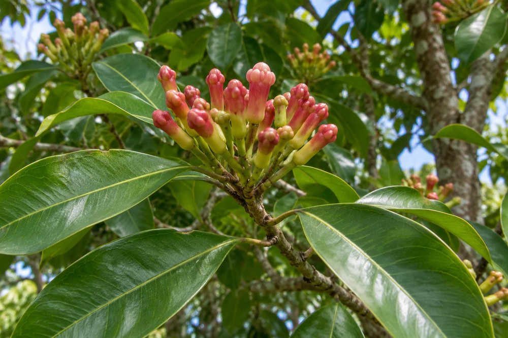 Clove — Living plant / source habitat