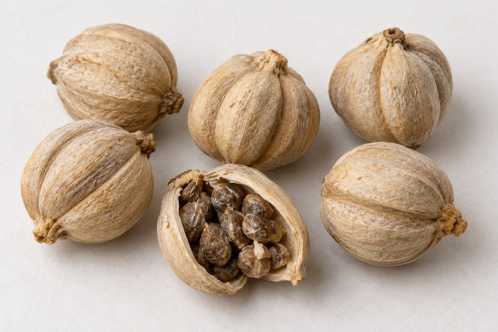 White cardamom — Dried materia medica