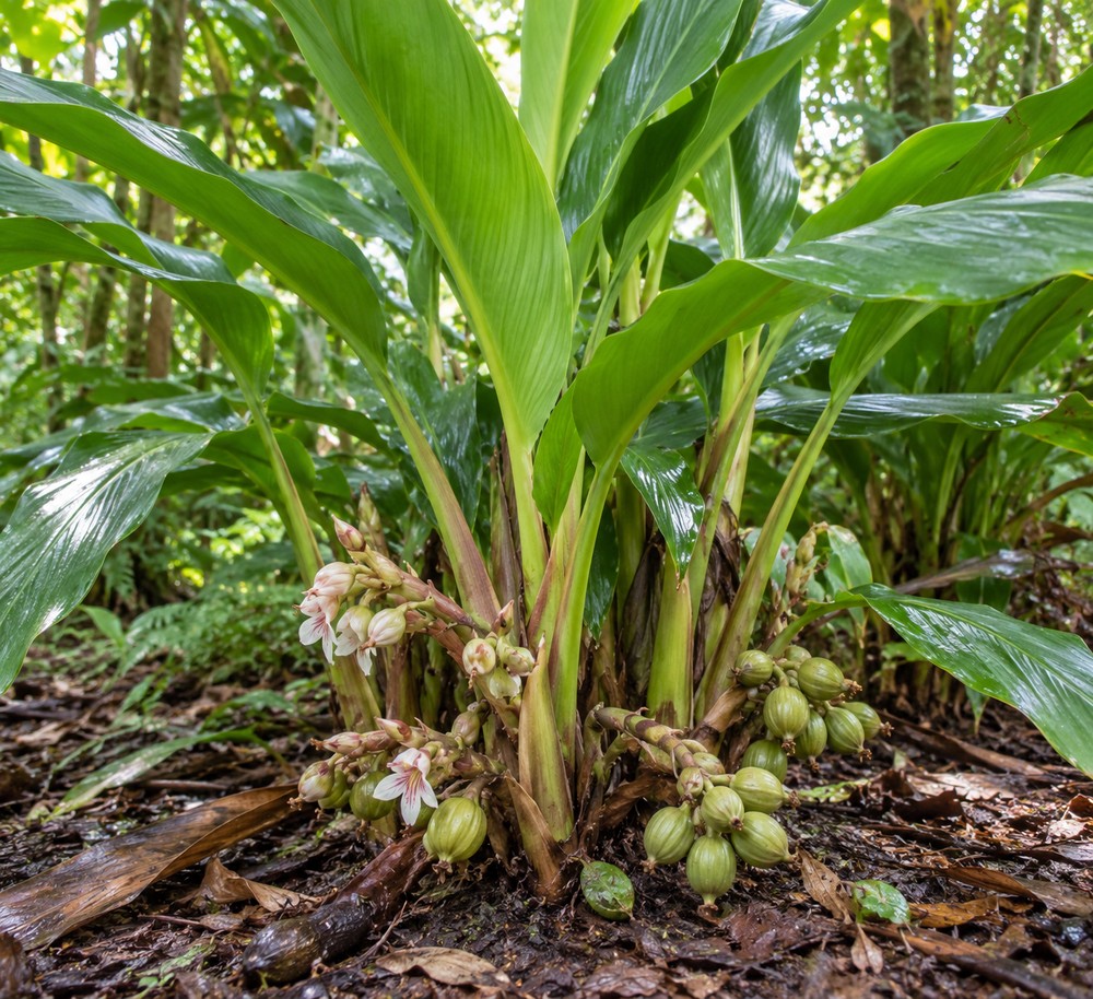 White cardamom — Living plant / source habitat