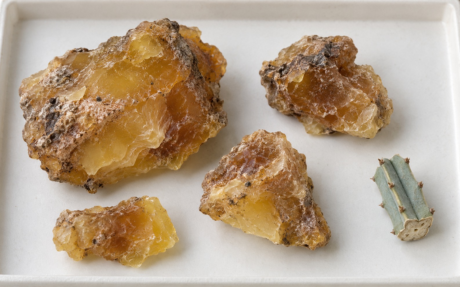 Resin spurge · Euphorbium — dried materia medica discussed