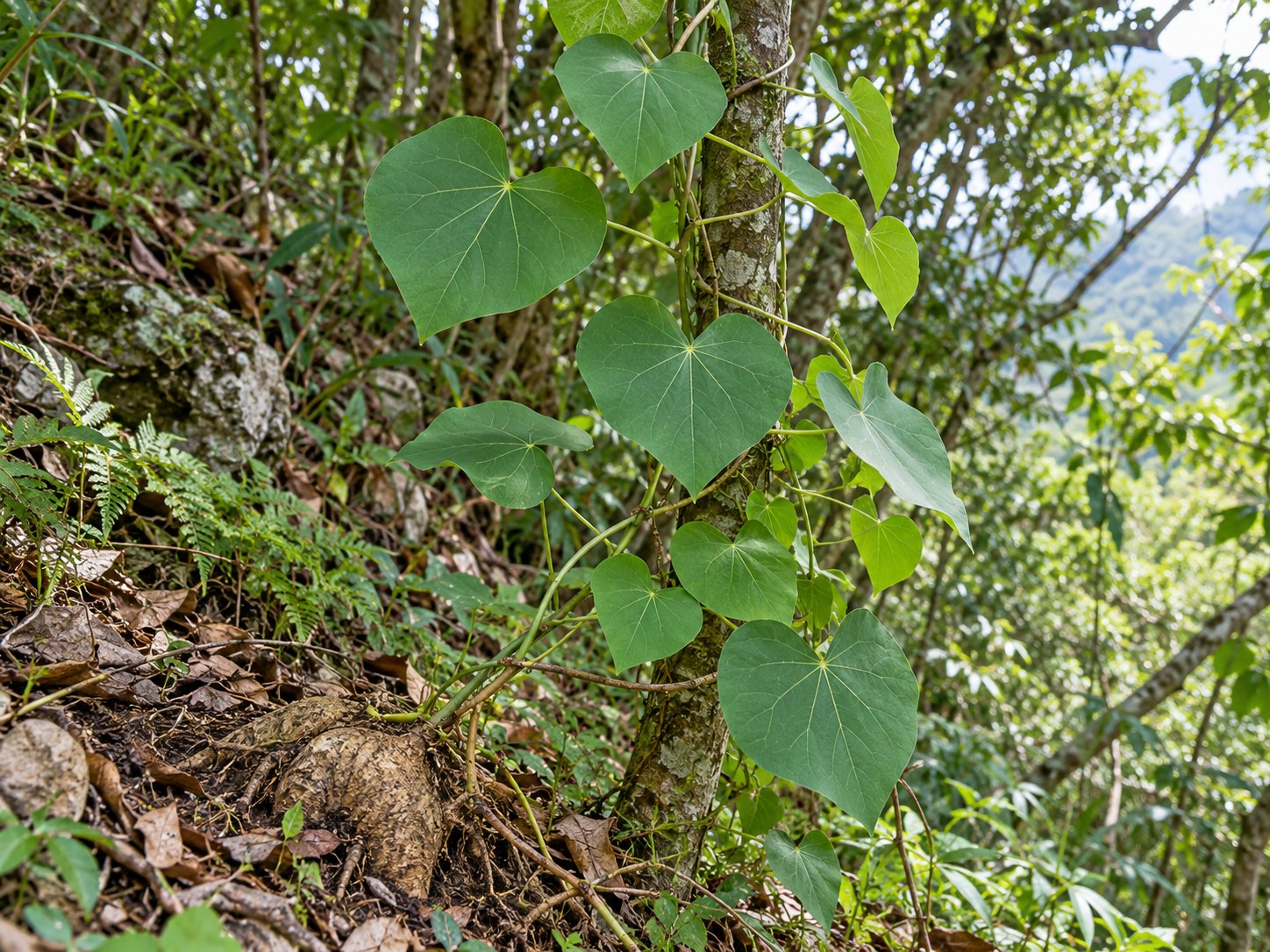 Fen Fang Ji · Stephania root — Living plant / source habitat