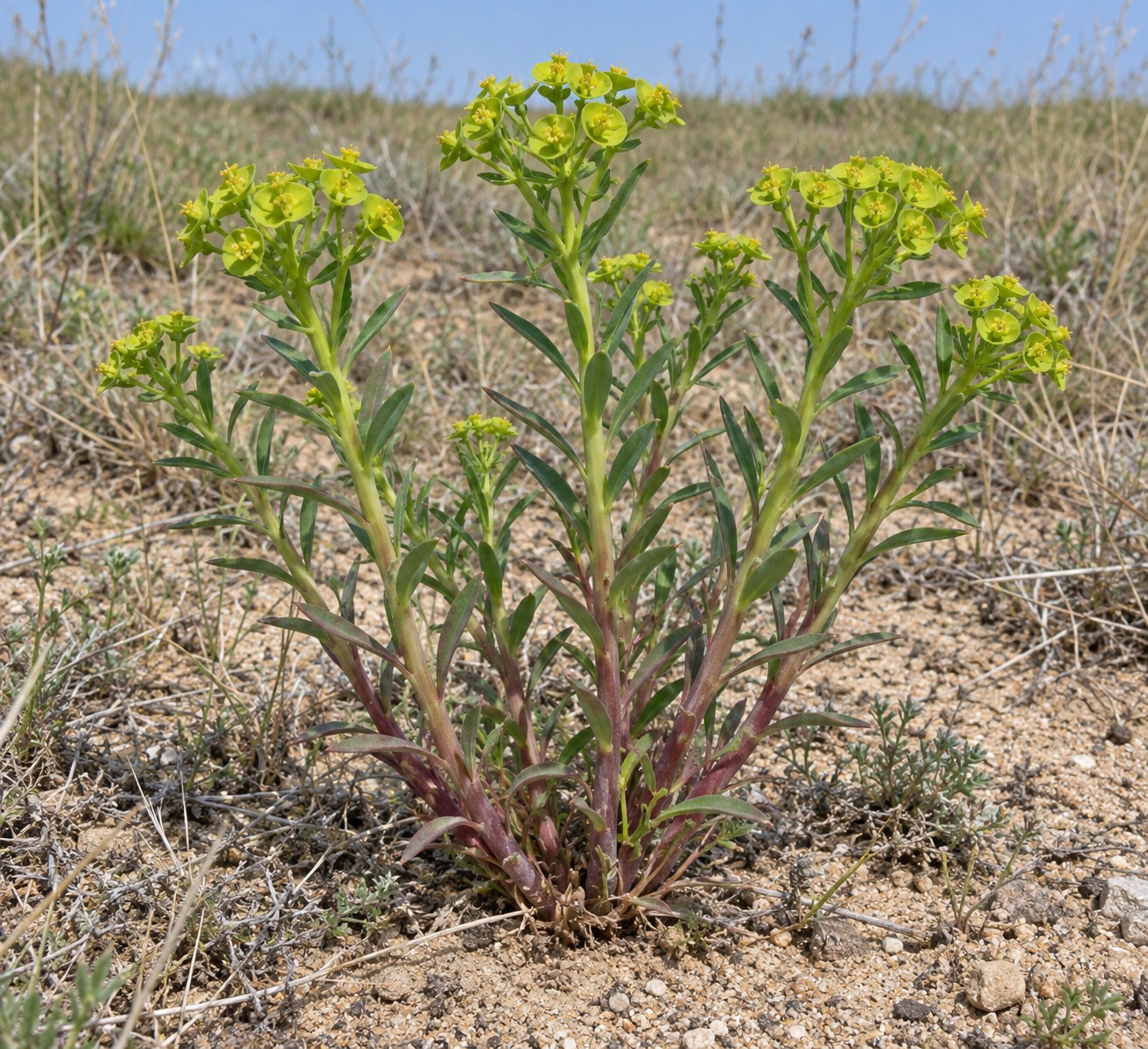 Gansui (Kansui root) — Living plant / source habitat