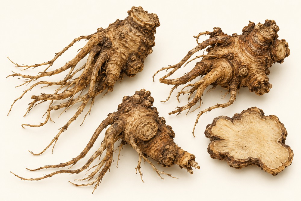Gao Ben — Dried materia medica