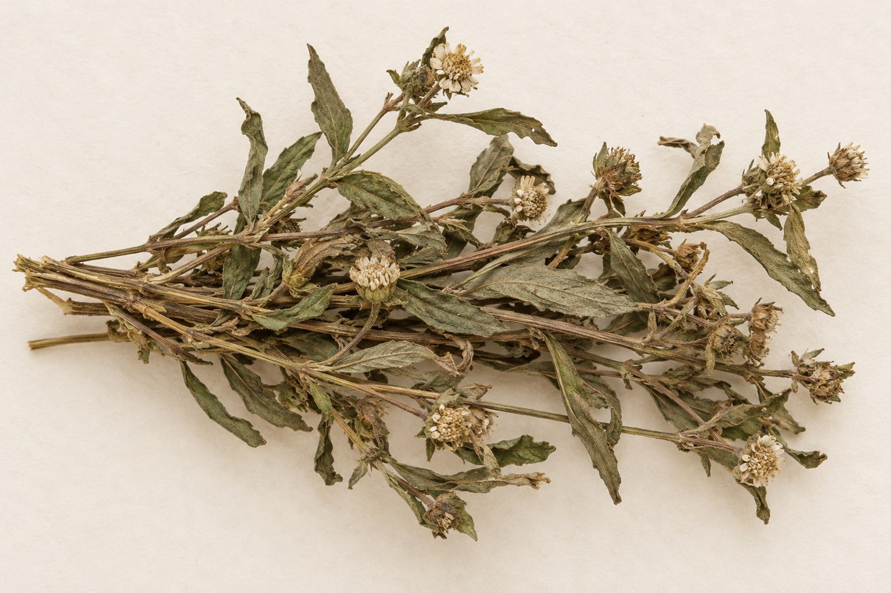 Mo Han Lian · false daisy — Dried materia medica