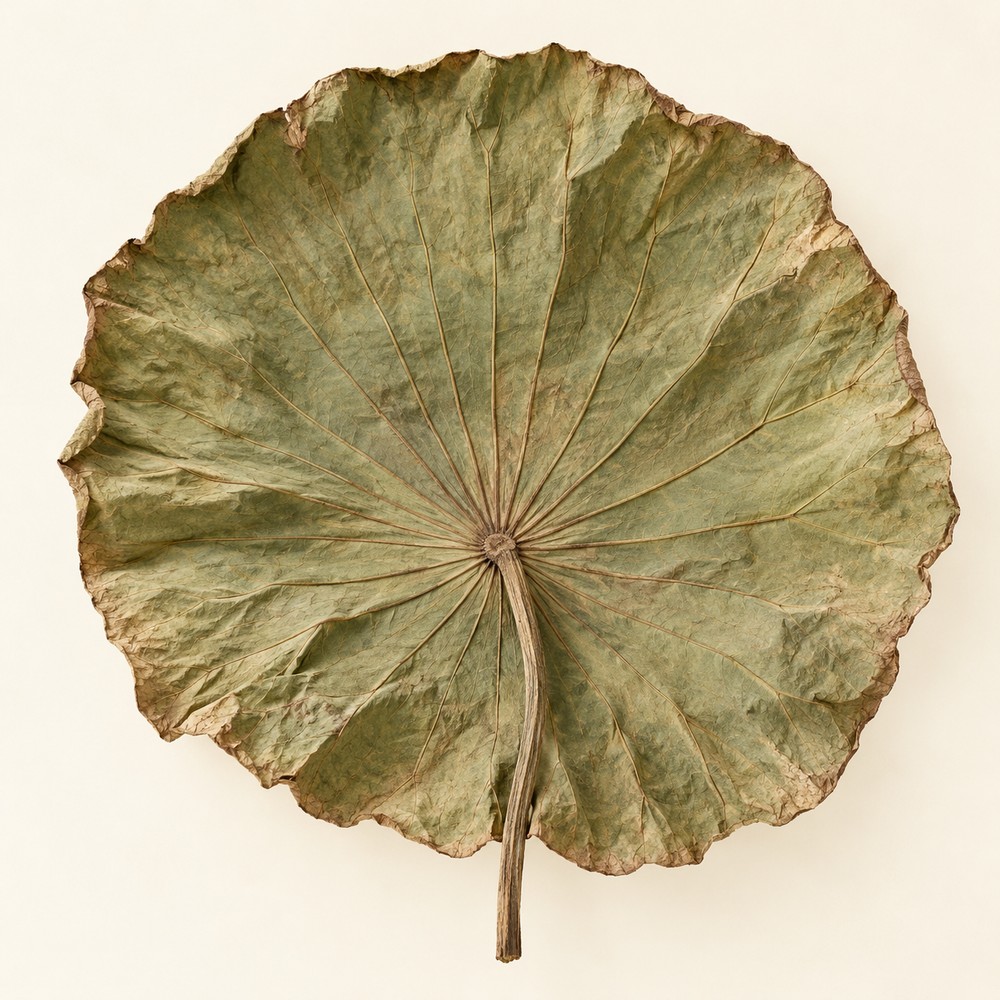 Lotus leaf — Dried materia medica