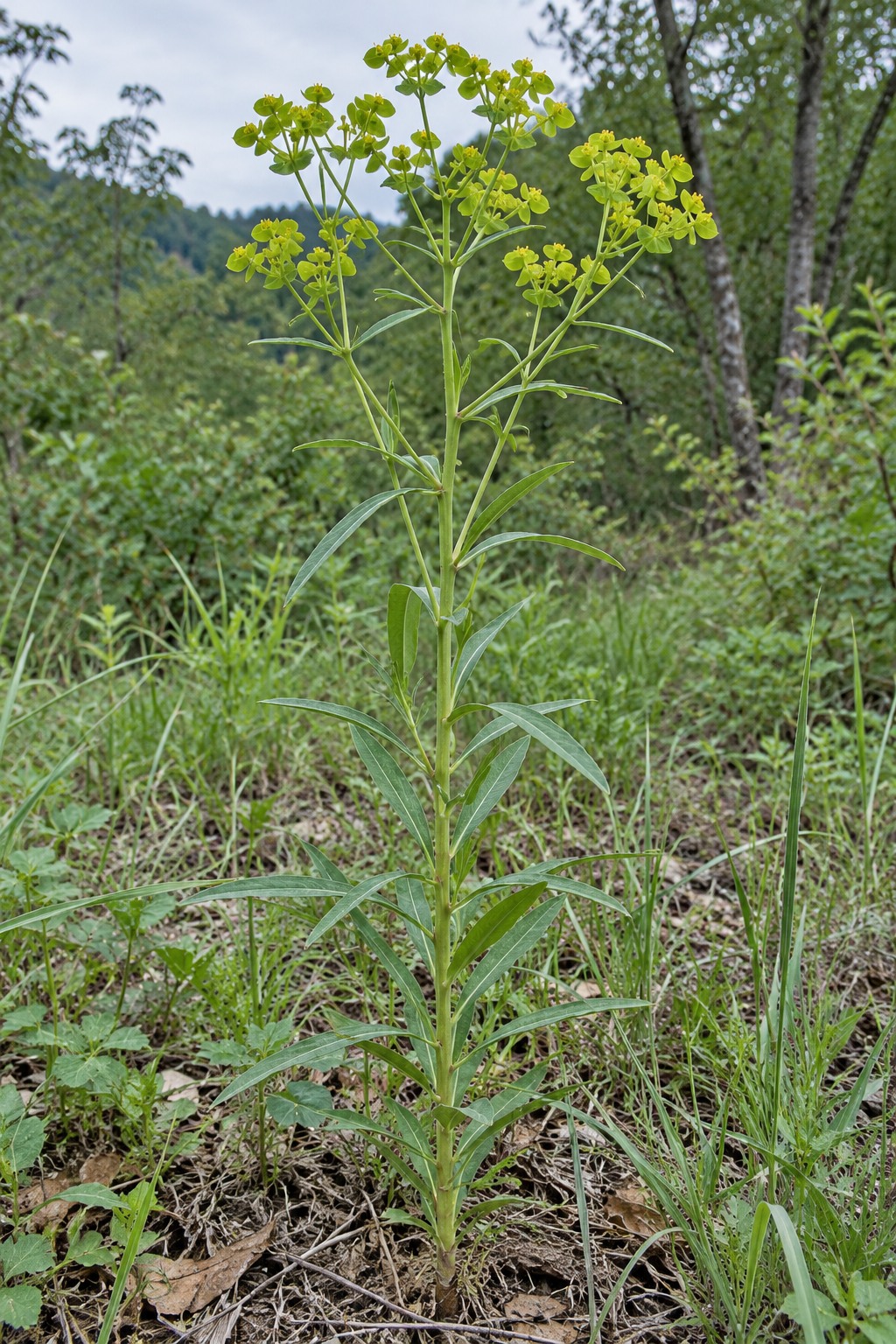 Jing Da Ji (Peking spurge root) — Living plant / source habitat