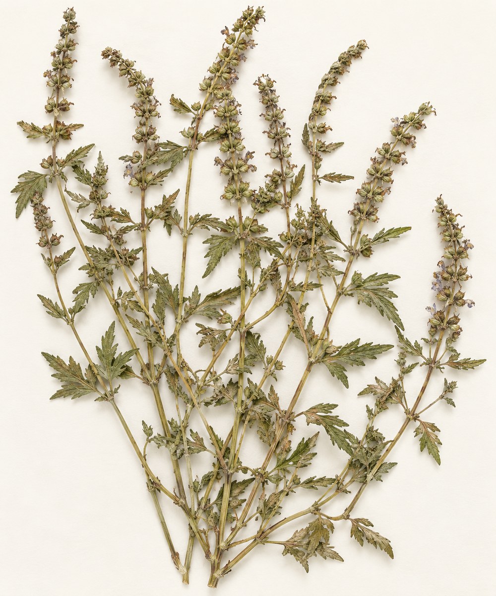 Jing Jie · fineleaf schizonepeta — Dried materia medica