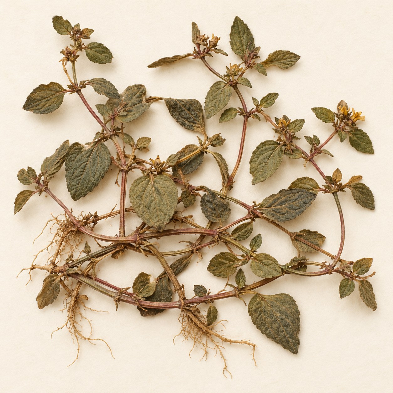 Jin Qian Cao · Christina loosestrife — Dried materia medica