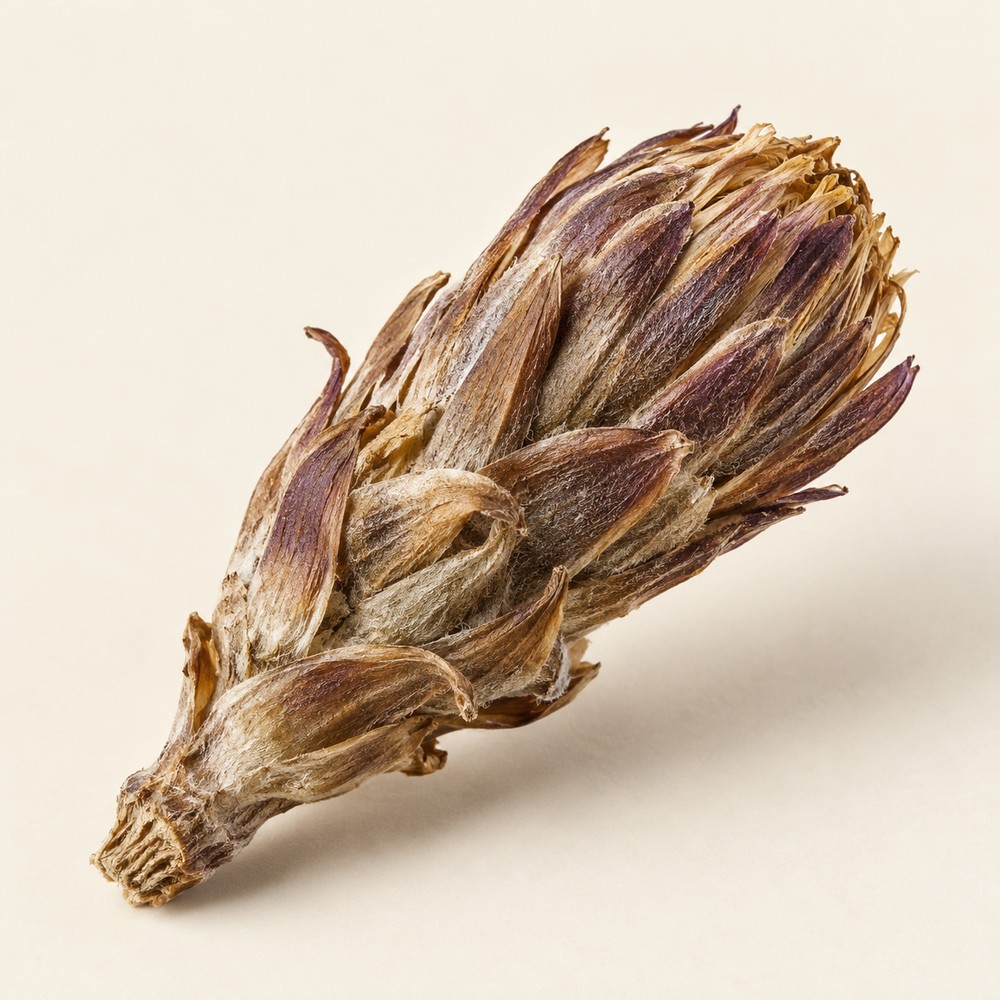 Coltsfoot flower bud — Dried materia medica