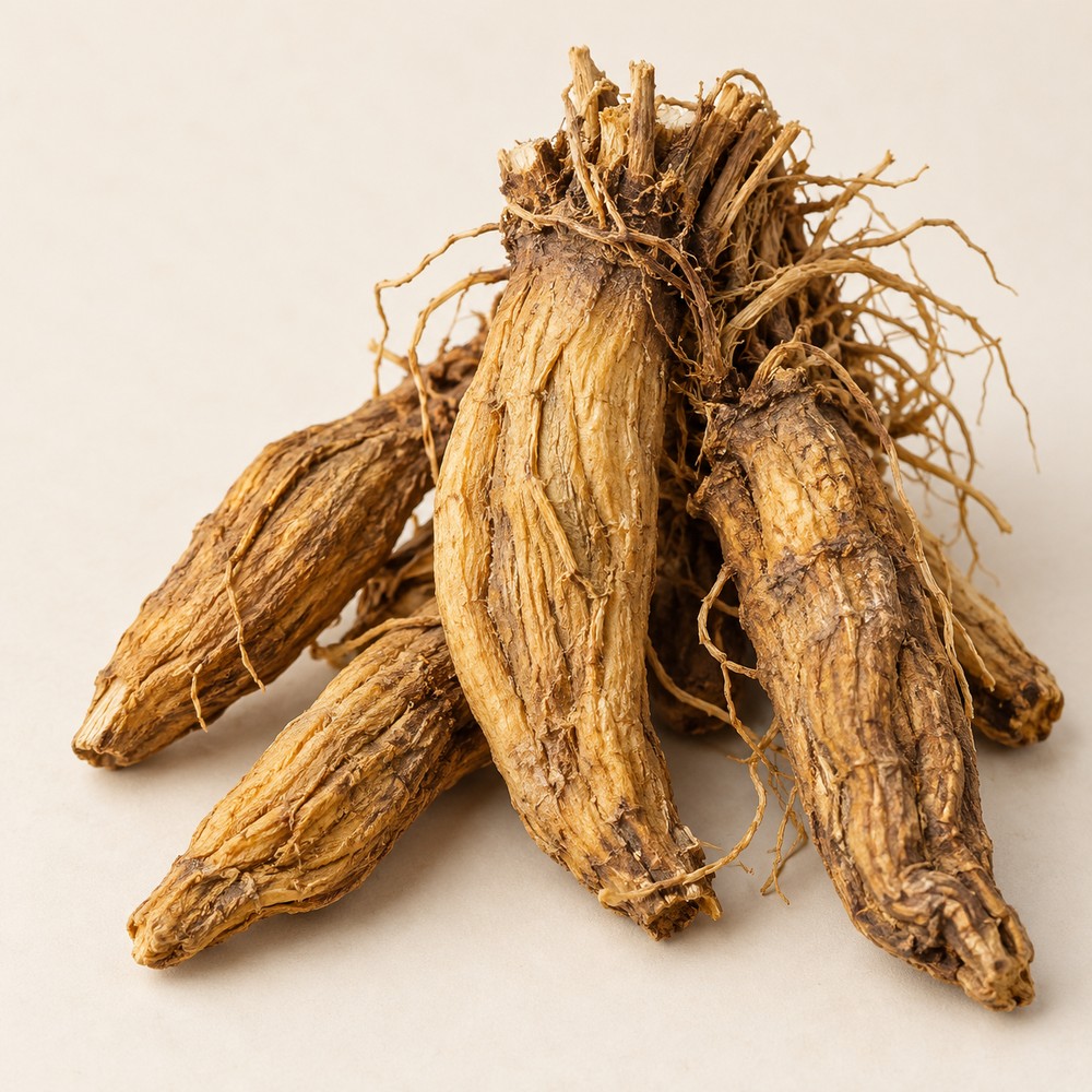 Rough gentian root — Dried materia medica