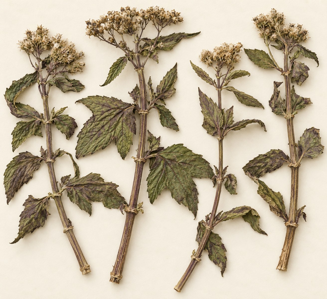 Luo Shi Teng · star jasmine vine — Dried materia medica