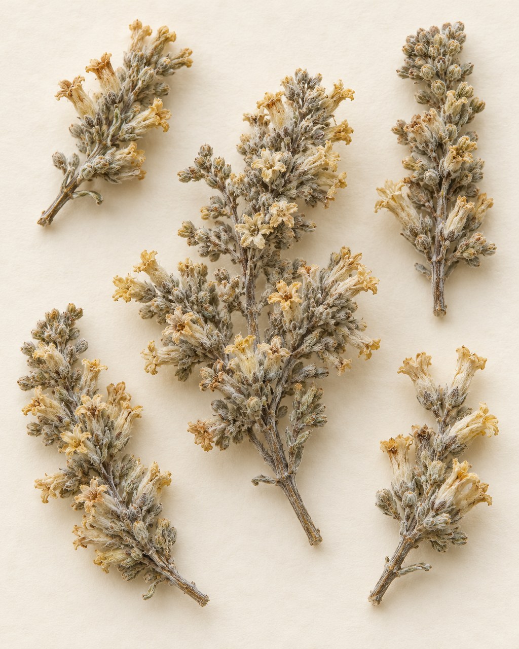 Mi Meng Hua · pale butterflybush flower — Dried materia medica