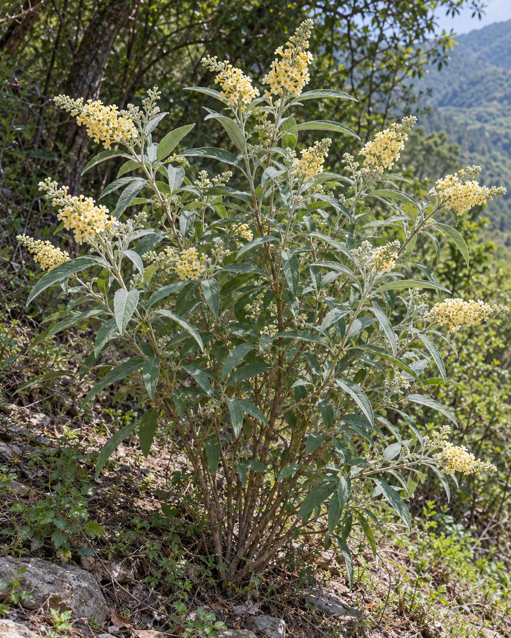 Mi Meng Hua · pale butterflybush flower — Living plant / source habitat