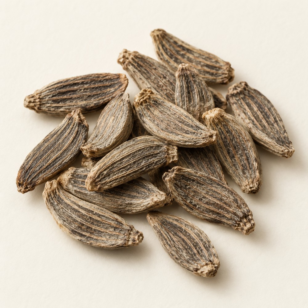 Great burdock fruit — dried materia medica