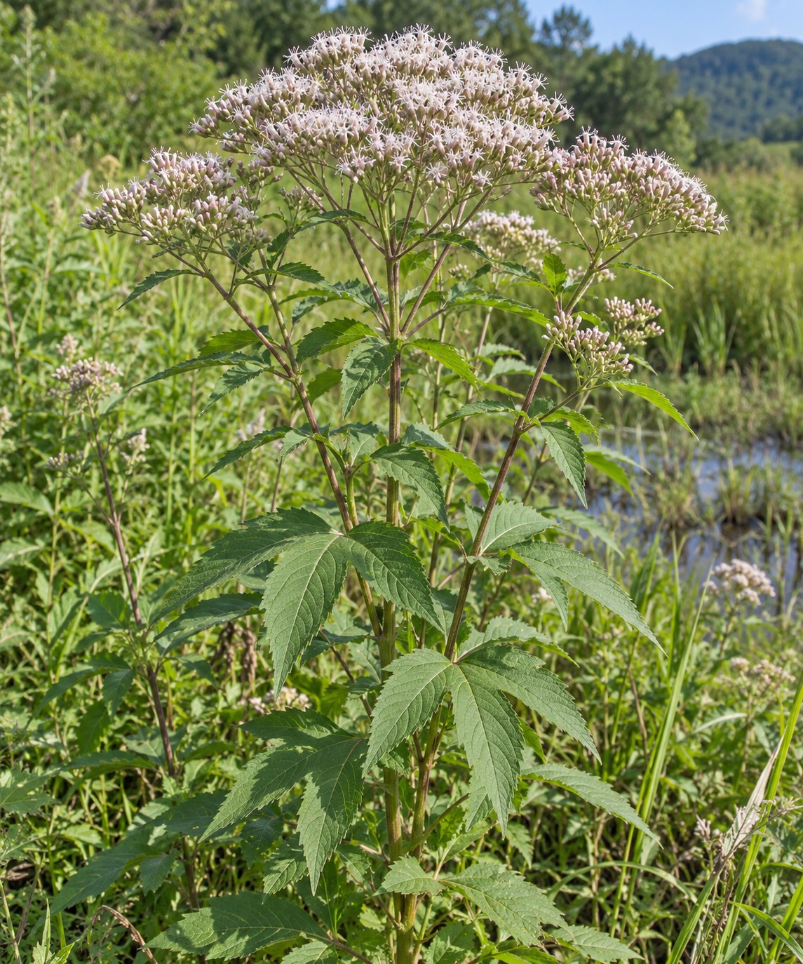 Pei Lan · Fortune eupatorium — Living plant / source habitat