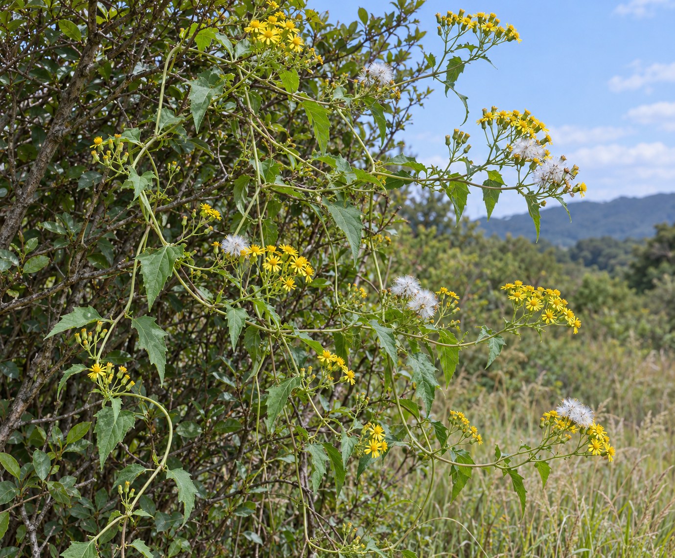 Qian Li Guang · climbing groundsel — Living plant / source habitat