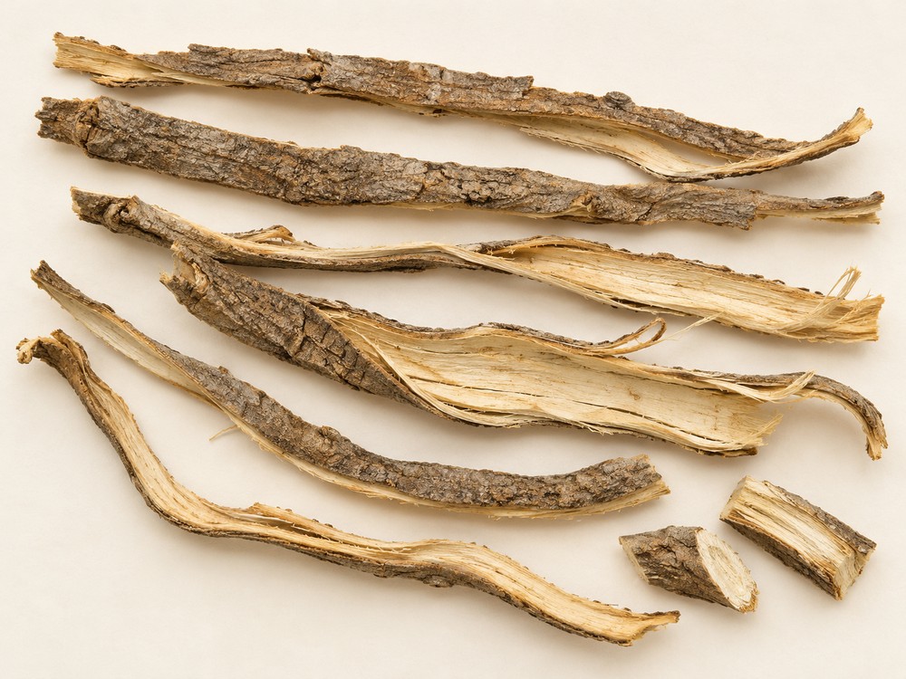 Sang Bai Pi — Dried materia medica