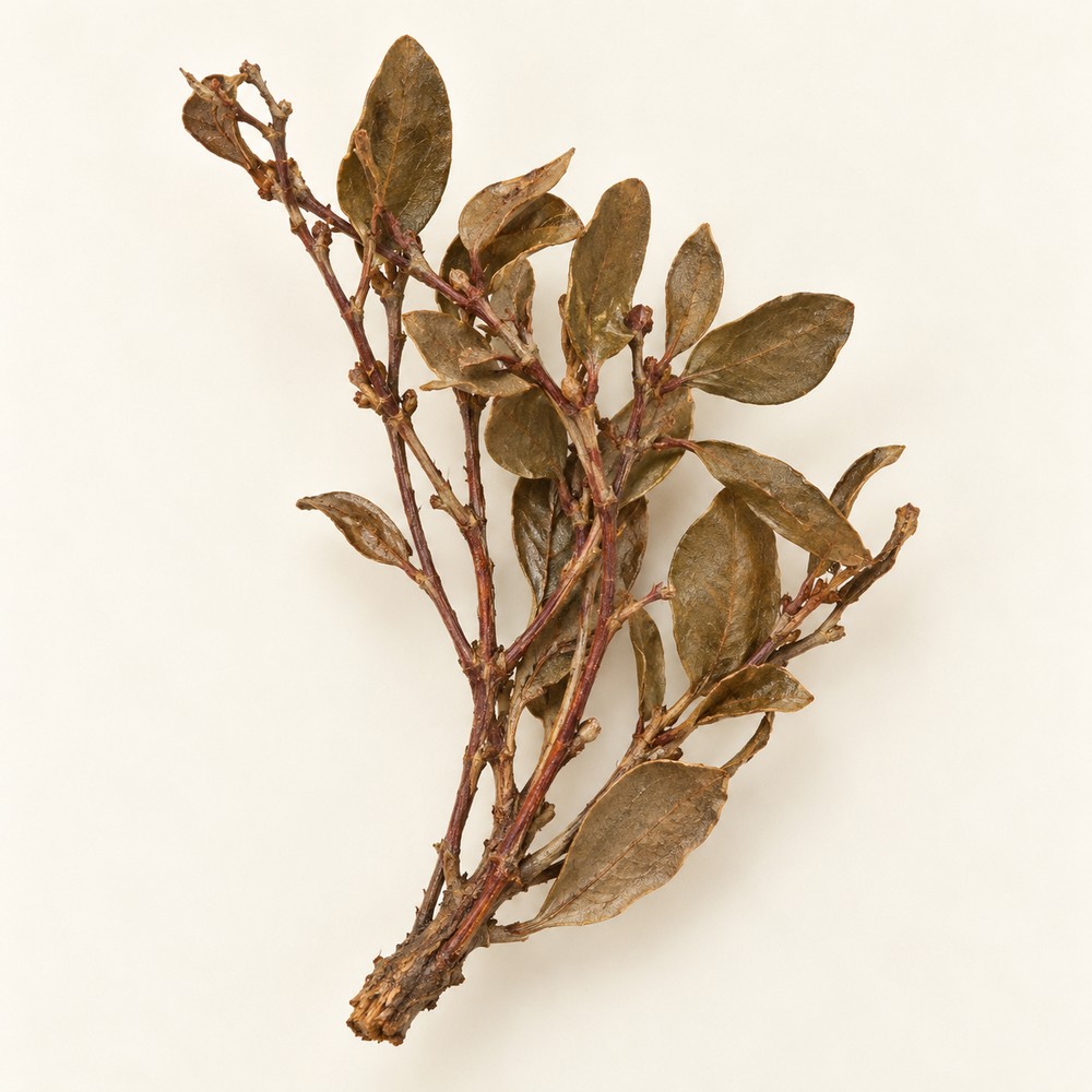 Chinese taxillus herb — dried materia medica