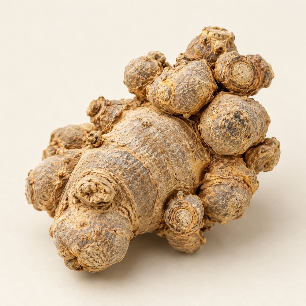 Notoginseng — Dried materia medica