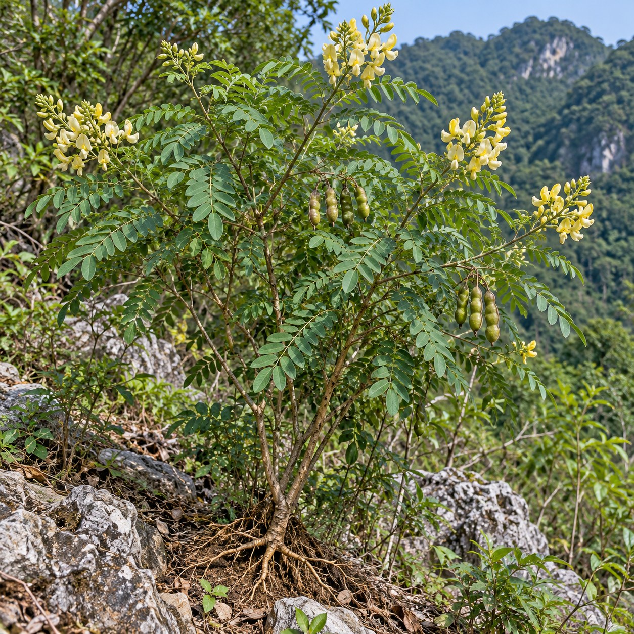Shan Dou Gen · Vietnamese sophora root — Living plant / source habitat