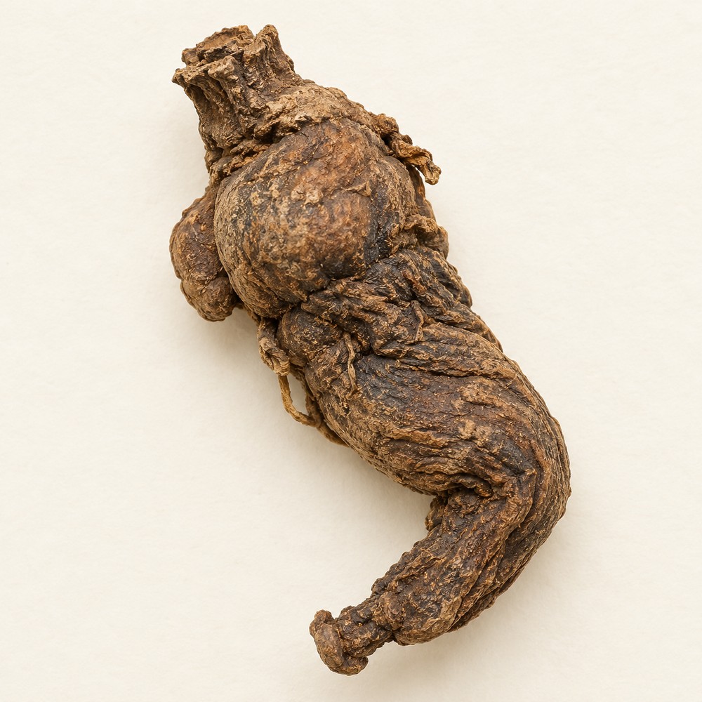 Rehmannia root — dried material