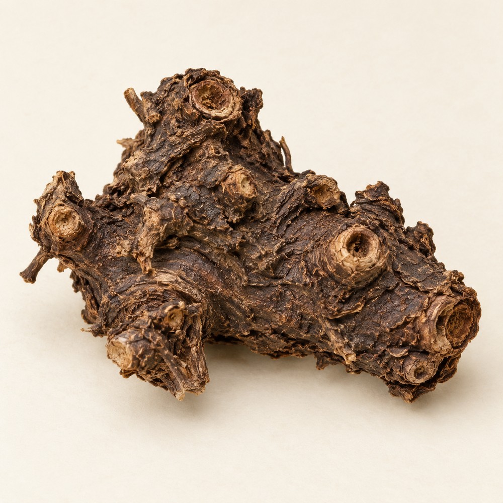 Bugbane rhizome — dried materia medica