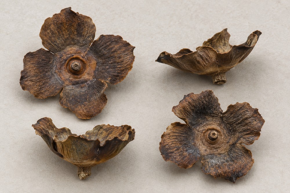 Persimmon calyx — dried material
