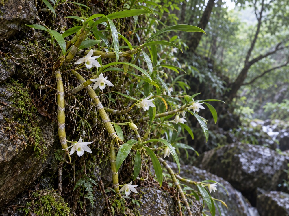 Shi Hu (Dendrobium) — Living plant / source habitat