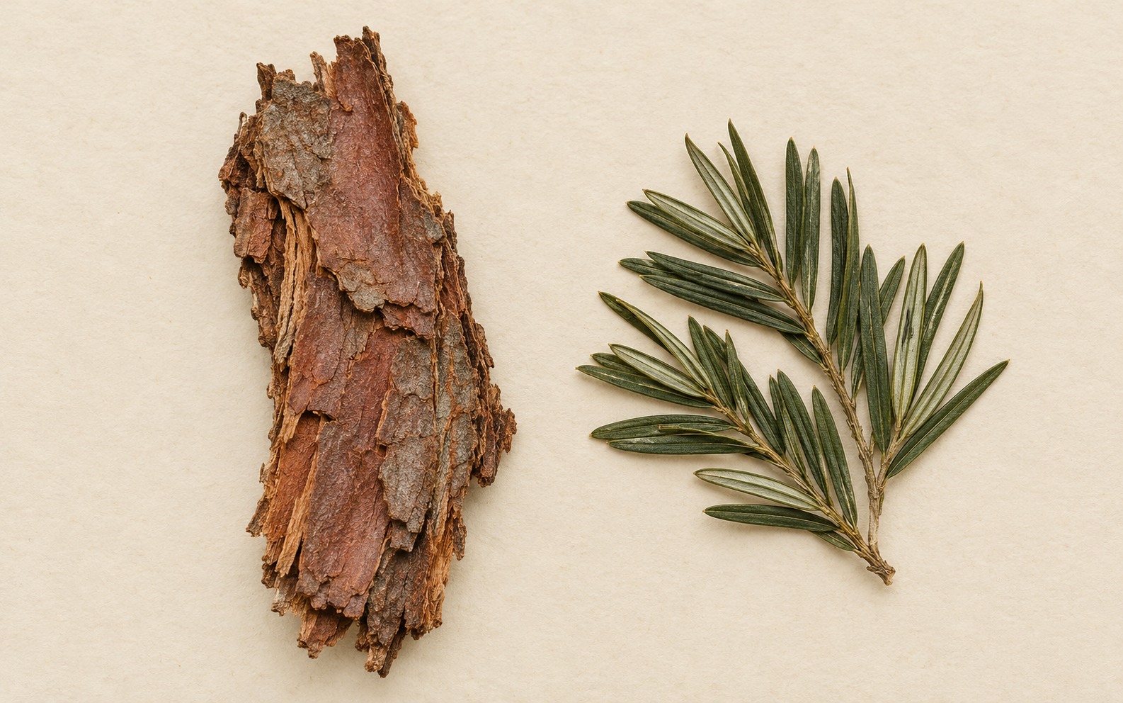 Himalayan yew (Taxus wallichiana) — dried materia medica discussed